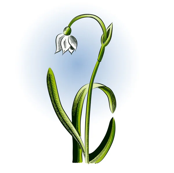 Лоддонская лилия — стоковый вектор