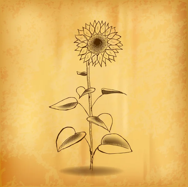 Sun flower — Stock Vector