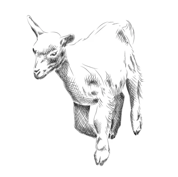 Маленькая коза — стоковый вектор