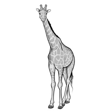 Giraffe clipart