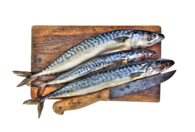 Fresh mackerels