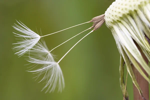 Dandelion seed — Stock Photo, Image