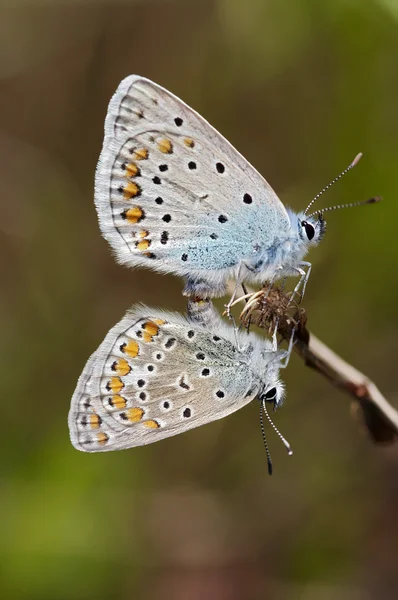 Schmetterlinge auf dem Gras — Stockfoto