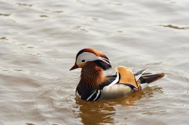 Mandarin ördeği