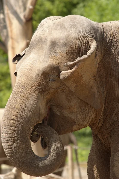 Aziatische olifant eten — Stockfoto