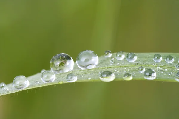 Gota de agua sobre hierba de hoja —  Fotos de Stock