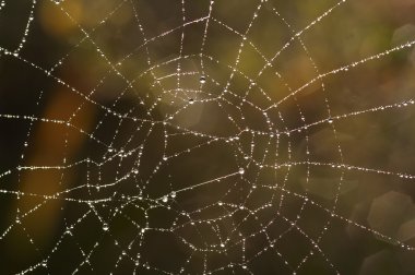 Cobweb with glistening dewdrops clipart