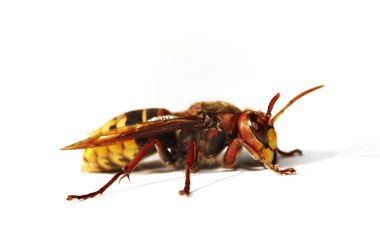 Giant hornet clipart