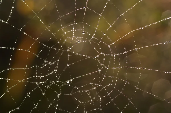 Spinnweben mit glitzernden Tautropfen — Stockfoto