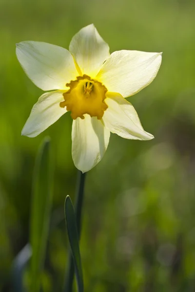 Daffodil in achtergrondlicht — Stockfoto