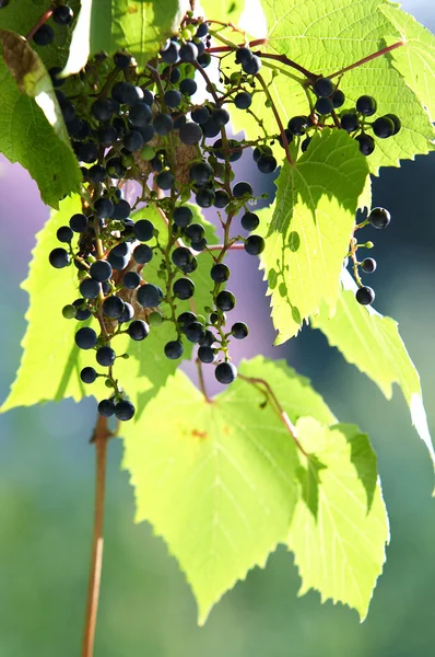 Grapes and leaves — Stock Photo, Image