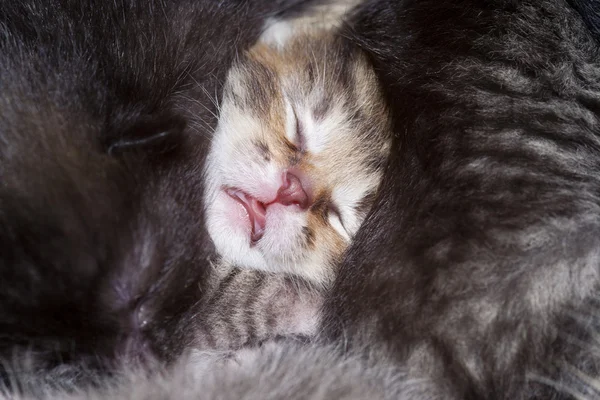 寝てる子猫 — ストック写真