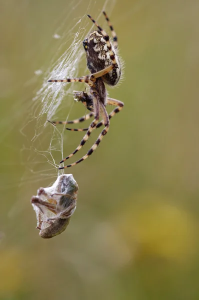 Spider prey — Stock Photo, Image