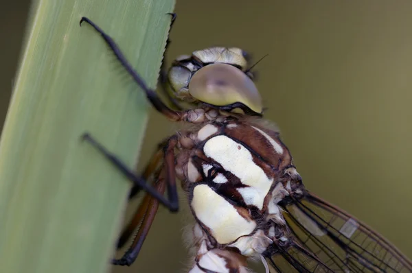 หัวของแมลงปอ — ภาพถ่ายสต็อก