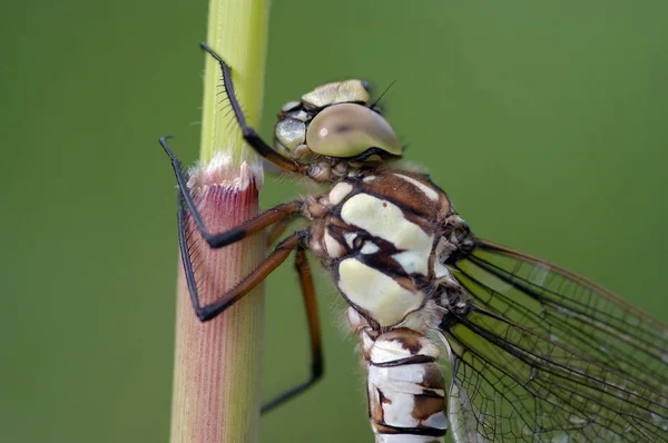 หัวของแมลงปอ — ภาพถ่ายสต็อก