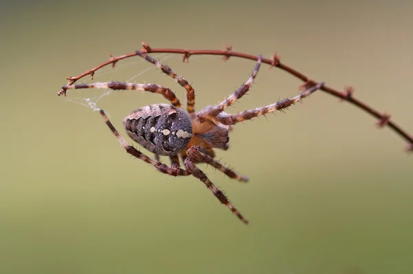 Кросс-паук — стоковое фото