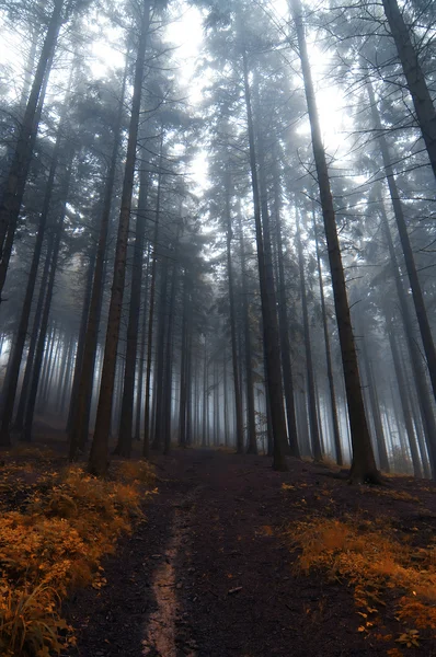 Floresta assombrada — Fotografia de Stock