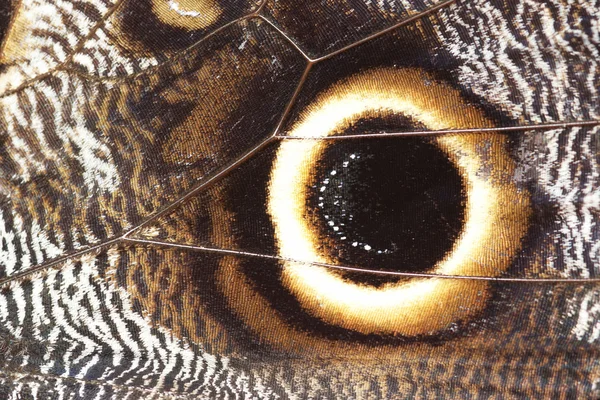 抽象-详细的蝴蝶的翅膀 — 图库照片
