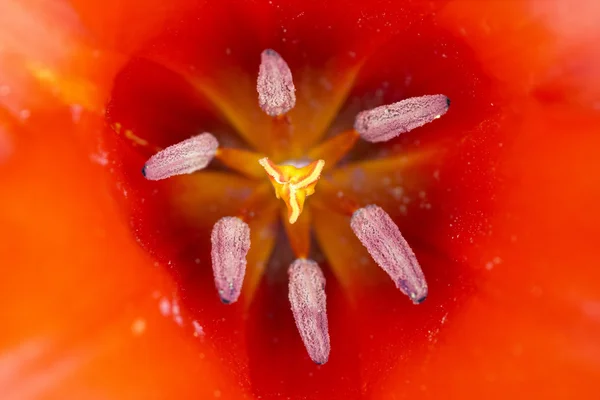 Im Inneren der Tulpenblüte — Stockfoto