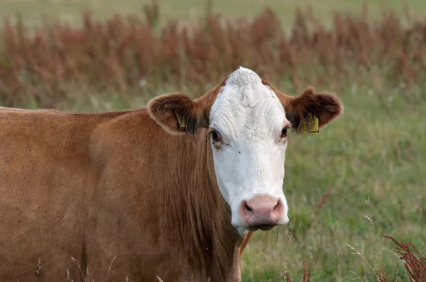 stock image Cow - detail of head