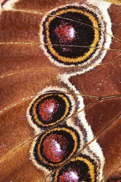 초록-나비 날개의 세부 사항 — 스톡 사진