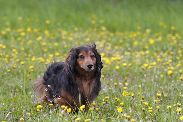 Dachshund on the dandelions meadow — Stock Photo, Image