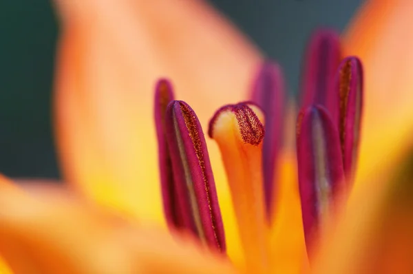 Kwiat lilii — Zdjęcie stockowe