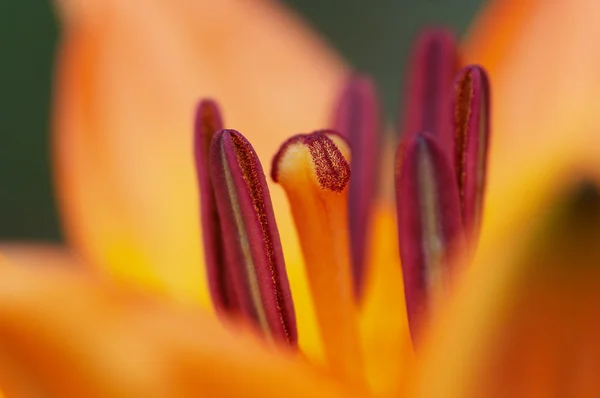 Bloom of lily — Stock Photo, Image