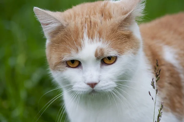 Somurtkan kedi — Stok fotoğraf