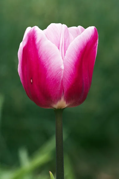 Flor de tulipa — Fotografia de Stock