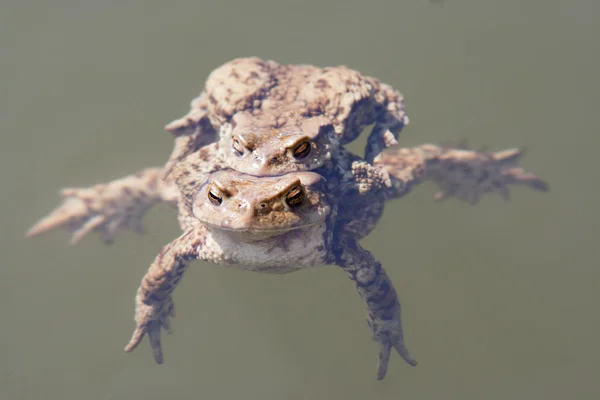 Copulation the frogs — Stock Photo, Image