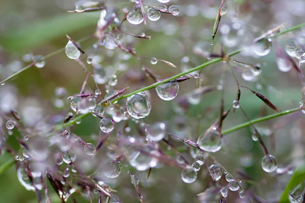 Dew drops — Stock Photo, Image