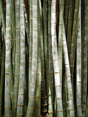 Giant bamboo background clipart