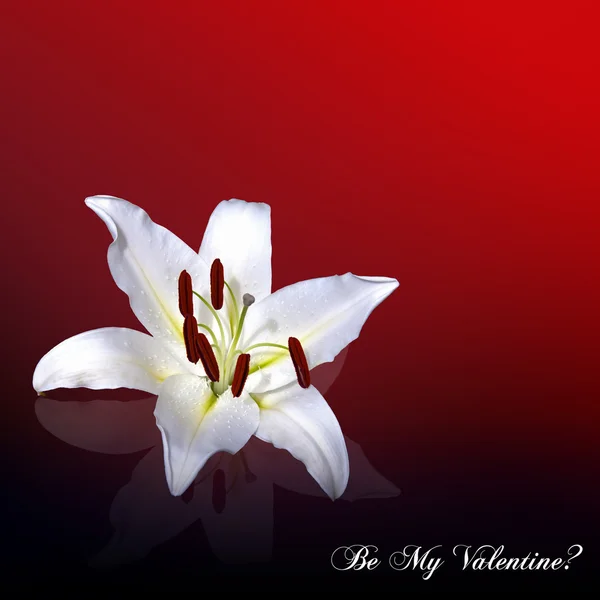 Branco lírio cartão Valentine — Fotografia de Stock