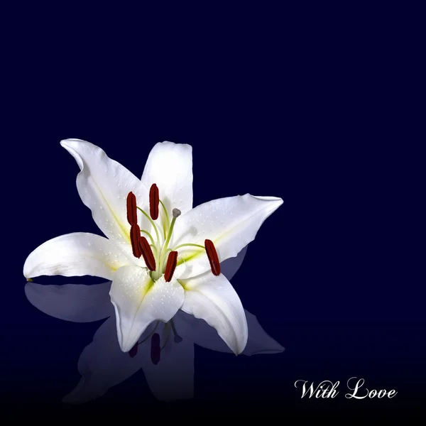 Bílá lilie, odráží — Stock fotografie