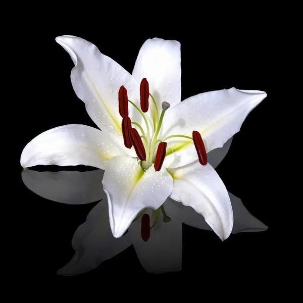 Weiße Lilie reflektiert — Stockfoto