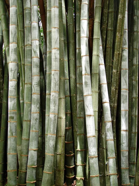 巨竹背景 — 图库照片