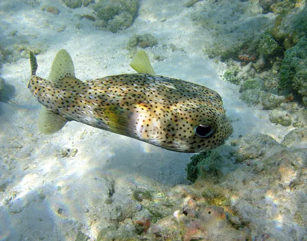 Puffer fish — Stock Photo, Image