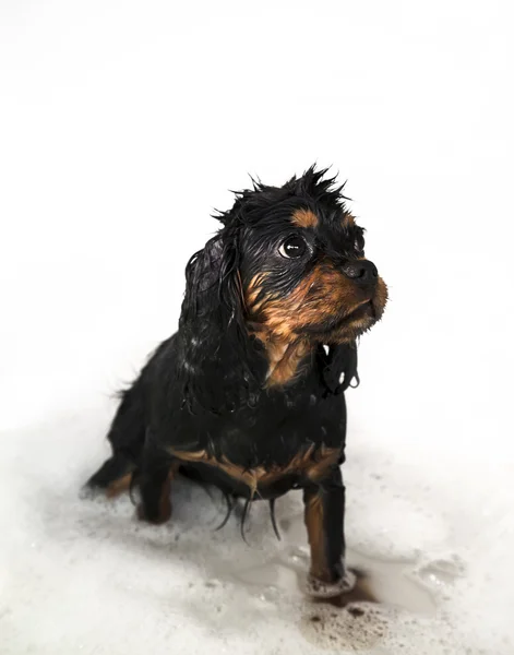 Marmaduke takes a bath — Stock Photo, Image