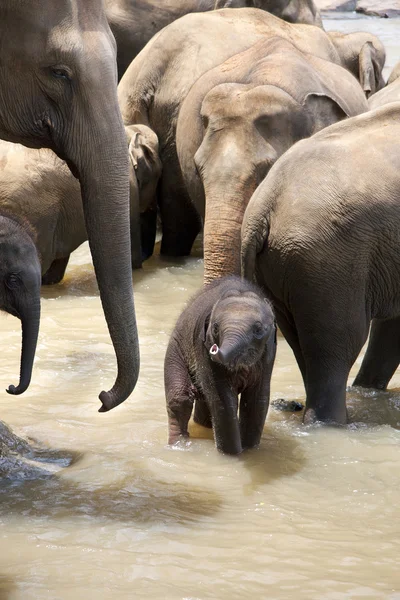 Indiske elefanter med baby - Stock-foto