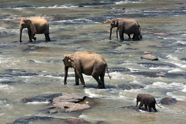 Indiske elefanter - Stock-foto