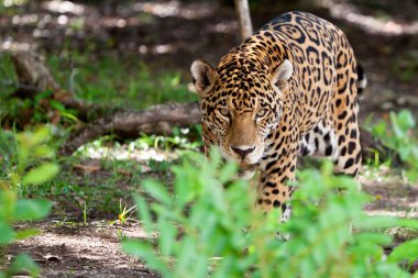 Jaguar wildlife Park