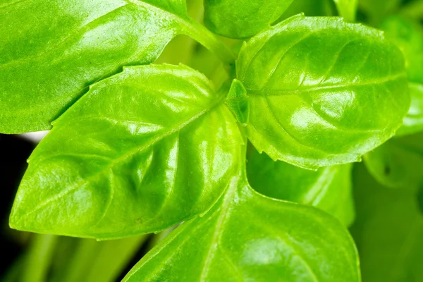 Fresh basil herb — Stock Photo, Image