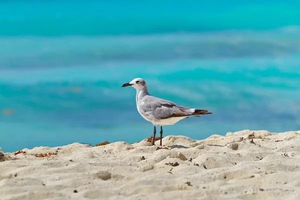 Seagull op het Caribische strand — Stockfoto