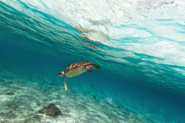 Zielony żółw w Morze Karaibskie — Zdjęcie stockowe