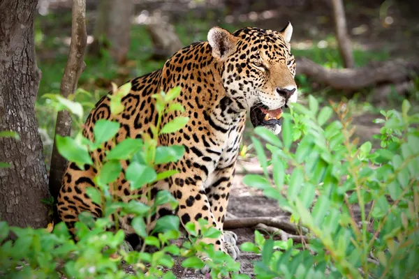 Ягуар в парке дикой природы — стоковое фото