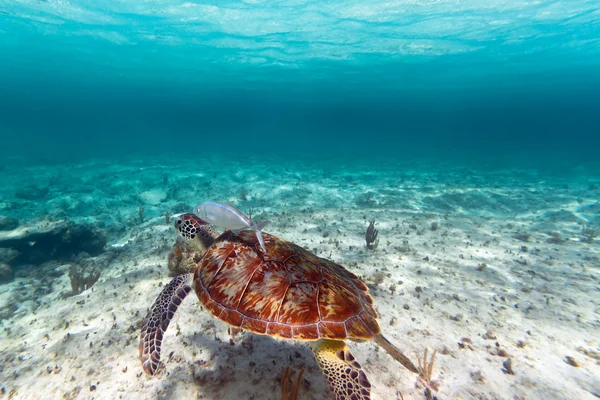 Green turtle in Caribbean sea — Stock Photo, Image