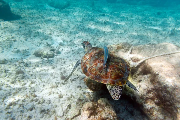 Grön havssköldpadda i Karibiska havet — Stockfoto