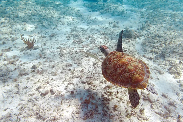 Grön havssköldpadda i Karibiska havet — Stockfoto