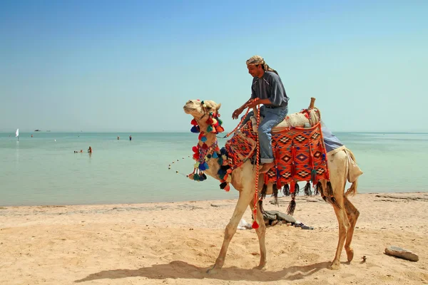 他的骆驼的埃及人 — 图库照片